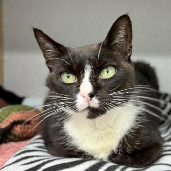 Harper -  Domestic Short Hair Cat for Adoption in Atlanta, Georgia - Harper | PetCurious