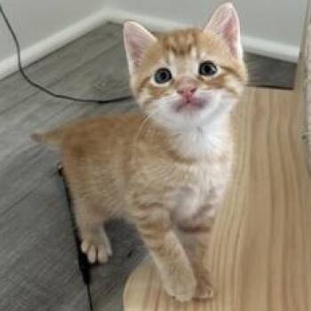 Copper -  Domestic Short Hair Cat for Adoption in Liverpool, Texas - Copper | PetCurious