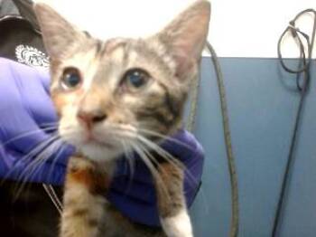 LASSY -  Domestic Short Hair Cat for Adoption in Doral, Florida - LASSY | PetCurious