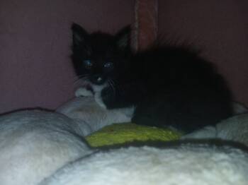 Rescue Tuxedo Cats for Adoption in Partlow, Virginia - Dr. "Julius" No | PetCurious