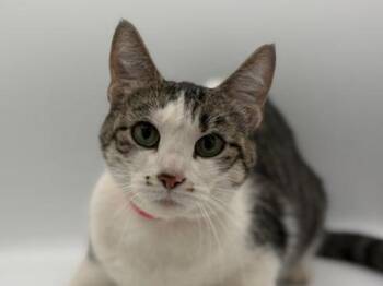 Domestic Short Hair Cats Available for Adoption in Portland, Oregon - Springy | PetCurious