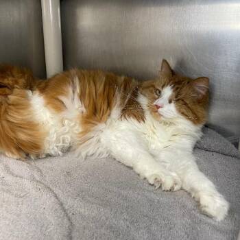 Phoenix (Cat 23) -  Domestic Short Hair Cat for Adoption in Roanoke, Virginia - Phoenix (Cat 23) | PetCurious