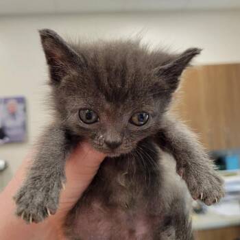 Delilah -  Domestic Short Hair Cat for Adoption in Nashville, Indiana - Delilah | PetCurious
