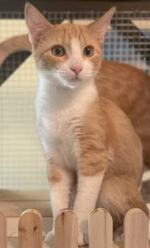 Custard -  Domestic Short Hair and Tabby Cat for Adoption in Fayetteville, Georgia - Custard | PetCurious