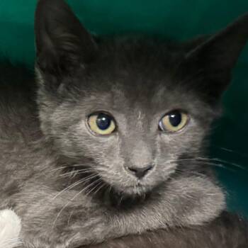 Alvin -  Domestic Short Hair Cat for Adoption in Lakewood, Colorado - Alvin | PetCurious