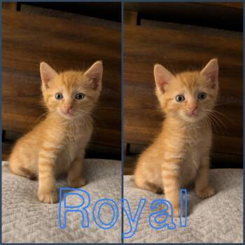 Royal -  Domestic Short Hair Cat for Adoption in Brewster, New York - Royal | PetCurious