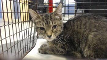 MICHI -  Domestic Short Hair Cat for Adoption in Doral, Florida - MICHI | PetCurious