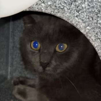 Charlie -  Domestic Short Hair Cat for Adoption in Kennebunk, Maine - Charlie | PetCurious