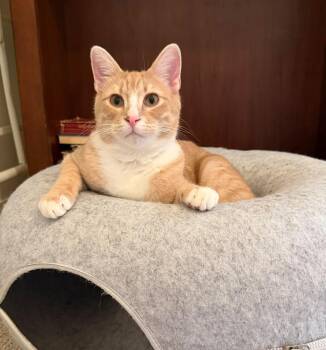 Chester -  Domestic Short Hair Cat for Adoption in Mobile, Alabama - Chester | PetCurious