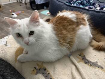 Turkish Van Cats Available for Adoption - Devon | PetCurious