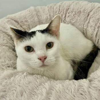 Domestic Short Hair Cats Available for Adoption in Grand Rapids, Michigan - Jolie | PetCurious