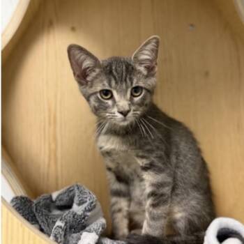 Pepperoni -at Petsmart Madison East -  Domestic Short Hair Cat for Adoption in Madison, Wisconsin - Pepperoni -at Petsmart Madison East | PetCurious