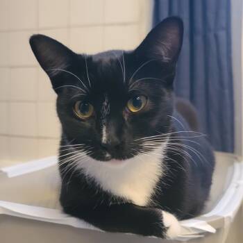 Rescue Domestic Short Hair Cats for Adoption in Lakewood, California - Mia | PetCurious