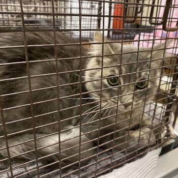 A613786 -  Domestic Medium Hair Cat for Adoption in Modesto, California - A613786 | PetCurious
