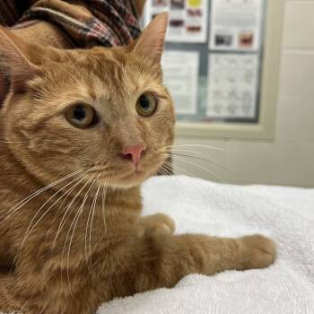 Rescue Domestic Short Hair Cats for Adoption in Murray, Utah - Scooter | PetCurious
