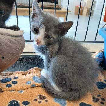 Curtis -  Domestic Short Hair Cat for Adoption in Clarksdale, Mississippi - Curtis | PetCurious