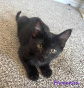 Francesca -  Domestic Short Hair Cat for Adoption in Ogden, Utah - Francesca | PetCurious