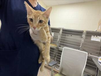FANTA -  Domestic Short Hair Cat for Adoption in Santa Fe, New Mexico - FANTA | PetCurious