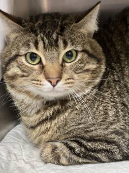 Domestic Short Hair and Tabby Cats Available for Adoption in Germansville, Pennsylvania - Bruce And Goose- Bonded Brothers | PetCurious