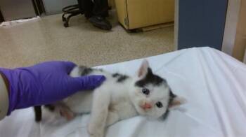 Domestic Short Hair Cats Available for Adoption in Doral, Florida - JASPER | PetCurious