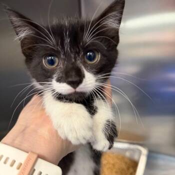 Domestic Short Hair Cats Available for Adoption in Greensboro, North Carolina - Tater Tots | PetCurious