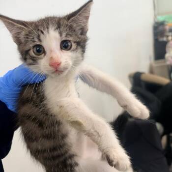 Vinny -  Domestic Short Hair Cat for Adoption in Philadelphia, Pennsylvania - Vinny | PetCurious