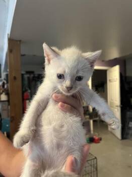 Nyla -  Domestic Short Hair Cat for Adoption in Emerald Isle, North Carolina - Nyla | PetCurious
