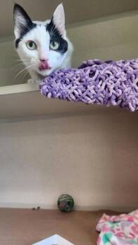 Lucky -  Domestic Short Hair Cat for Adoption in Bellevue, Washington - Lucky | PetCurious