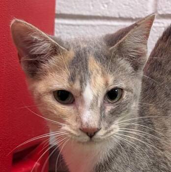 Rescue Domestic Short Hair Cats for Adoption in Smithfield, North Carolina - Jenna | PetCurious