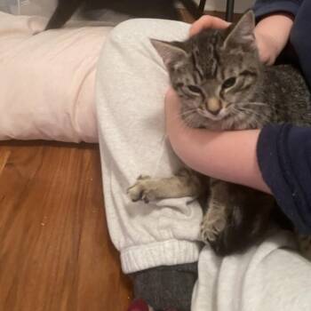 Petunia -  Domestic Short Hair Cat Available for Adoption in Bel Air, Maryland - Petunia | PetCurious