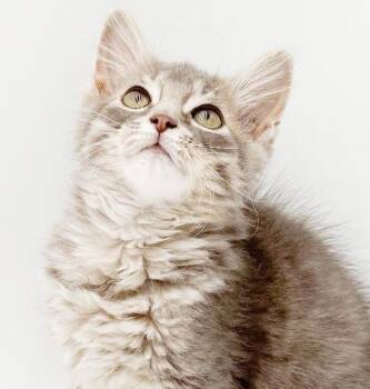 Gloria is GLORIOUS -  Maine Coon and Ragdoll Cat for Adoption in Bedford Hills, New York - Gloria Is GLORIOUS | PetCurious