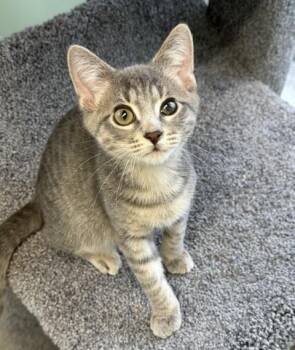 Arlis -  Tabby and Domestic Short Hair Cat for Adoption in Lombard, Illinois - Arlis | PetCurious