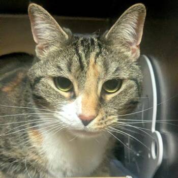 Mabel -  Domestic Short Hair Cat for Adoption in Providence, Rhode Island - Mabel | PetCurious