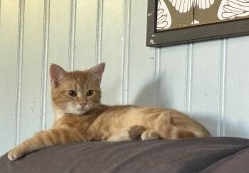Paisley -  American Shorthair Cat for Adoption in New Blaine, Arkansas - Paisley | PetCurious