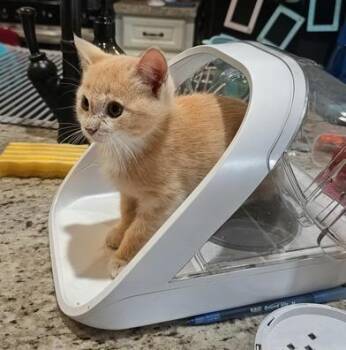 Cutie -  Domestic Short Hair Cat for Adoption in Liverpool, Texas - Cutie | PetCurious