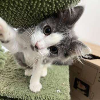 Rescue Domestic Short Hair Cats for Adoption in Wheeling, Illinois - Hector | PetCurious