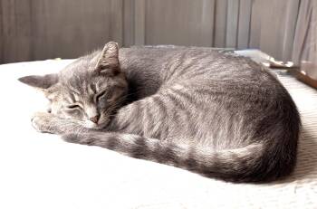 Aria -  Domestic Short Hair Cat for Adoption in Troy, Michigan - Aria | PetCurious
