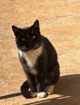Cesar -  Domestic Short Hair Cat for Adoption in Greensboro, North Carolina - Cesar | PetCurious