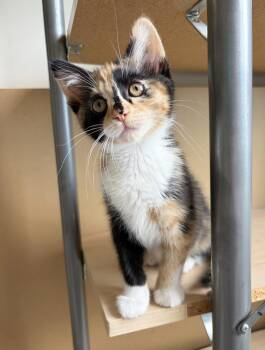 Lolly -  Calico Cat for Adoption in Parkville, Missouri - Lolly | PetCurious