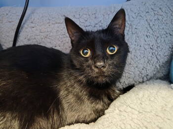 Rescue Domestic Short Hair Cats for Adoption in Camden, South Carolina - Soap | PetCurious