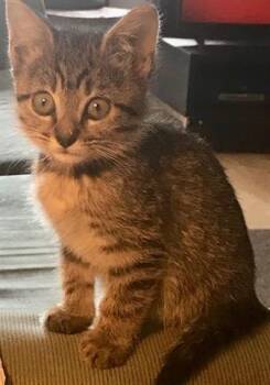 PENNYWISE -  Domestic Short Hair Cat for Adoption in Norfolk, Virginia - PENNYWISE | PetCurious