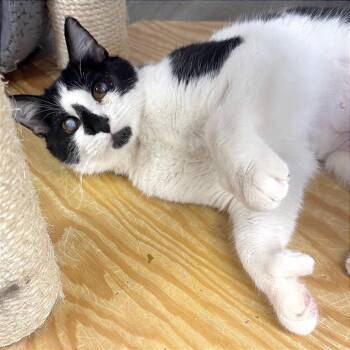 Domestic Short Hair Cats Available for Adoption in Pleasant Hill, California - Tink | PetCurious