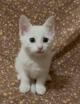 Domestic Short Hair Cats Available for Adoption in Mobile, Alabama - Jasmine | PetCurious