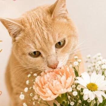 Domestic Short Hair Cats Available for Adoption in Brownsboro, Alabama - Creamsicle | PetCurious