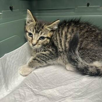 Pax -  Domestic Short Hair Cat for Adoption in Indianapolis, Indiana - Pax | PetCurious