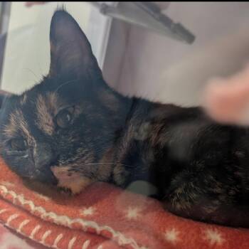 Wasp -  American Shorthair Cat for Adoption in Spring Hill, Kansas - Wasp | PetCurious