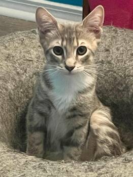 Jack -  Domestic Short Hair Cat for Adoption in Chickasaw, Alabama - Jack | PetCurious