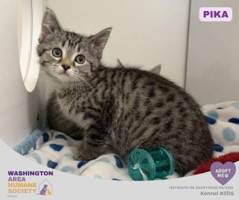 Pika -  Domestic Short Hair Cat for Adoption in Eighty Four, Pennsylvania - Pika | PetCurious