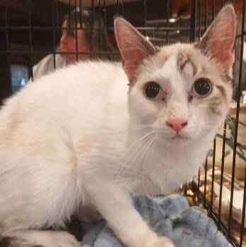 Rescue Siamese Cats for Adoption in Lee