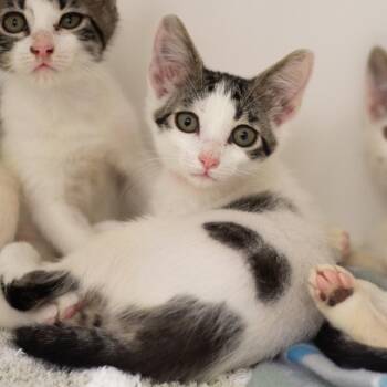 Cookie Dough -  Domestic Short Hair Cat for Adoption in Cumming, Georgia - Cookie Dough | PetCurious